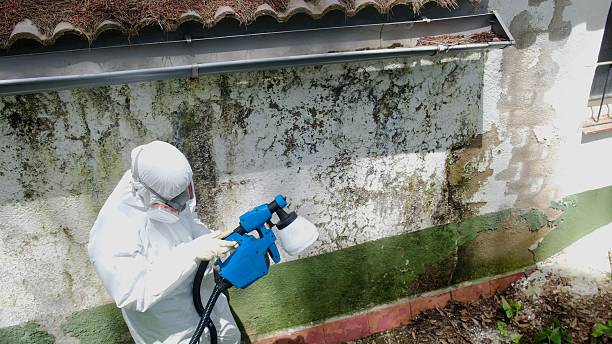 Trusted Basement Mold Remediation service in Kenilworth, PA - Cheap Mold Removal